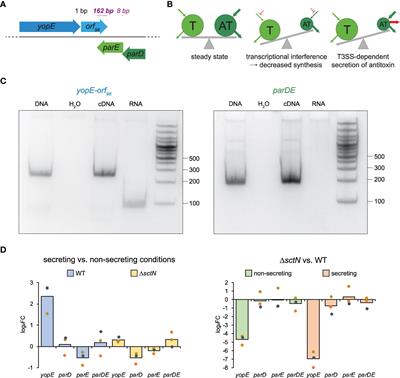 A ParDE toxin–antitoxin system is responsible for the maintenance of the Yersinia virulence plasmid but not for type III secretion-associated growth inhibition